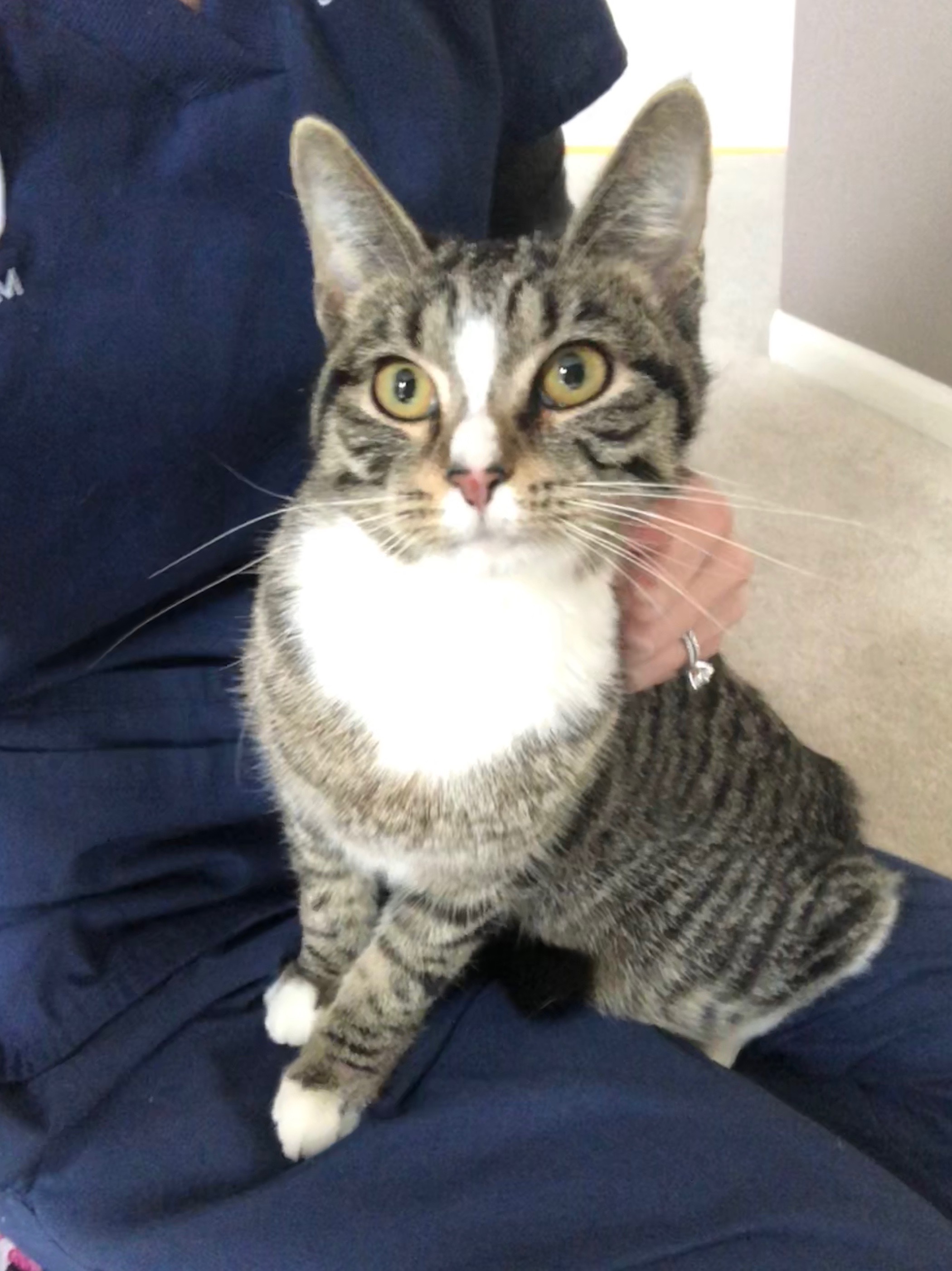 Harper, a Adoptable Domestic Short Hair in Gilberts, IL image 3/6