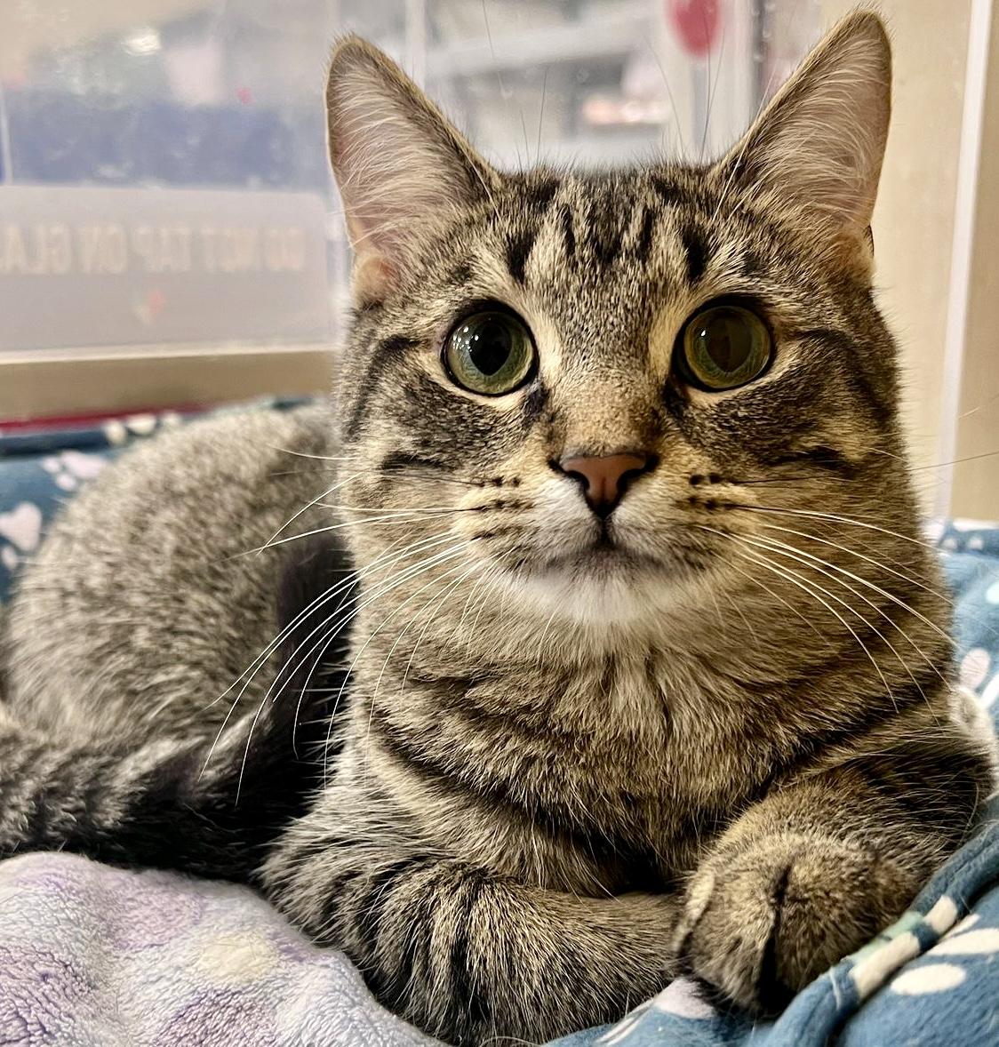 Cumin (bonded with Simone), ADOPTABLE, Kitten Female Tabby & Domestic Short Hair.