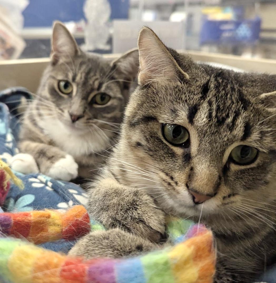 Enlarge Cumin, a ADOPTABLE mixed breed in Woodbridge, ON image 5/6