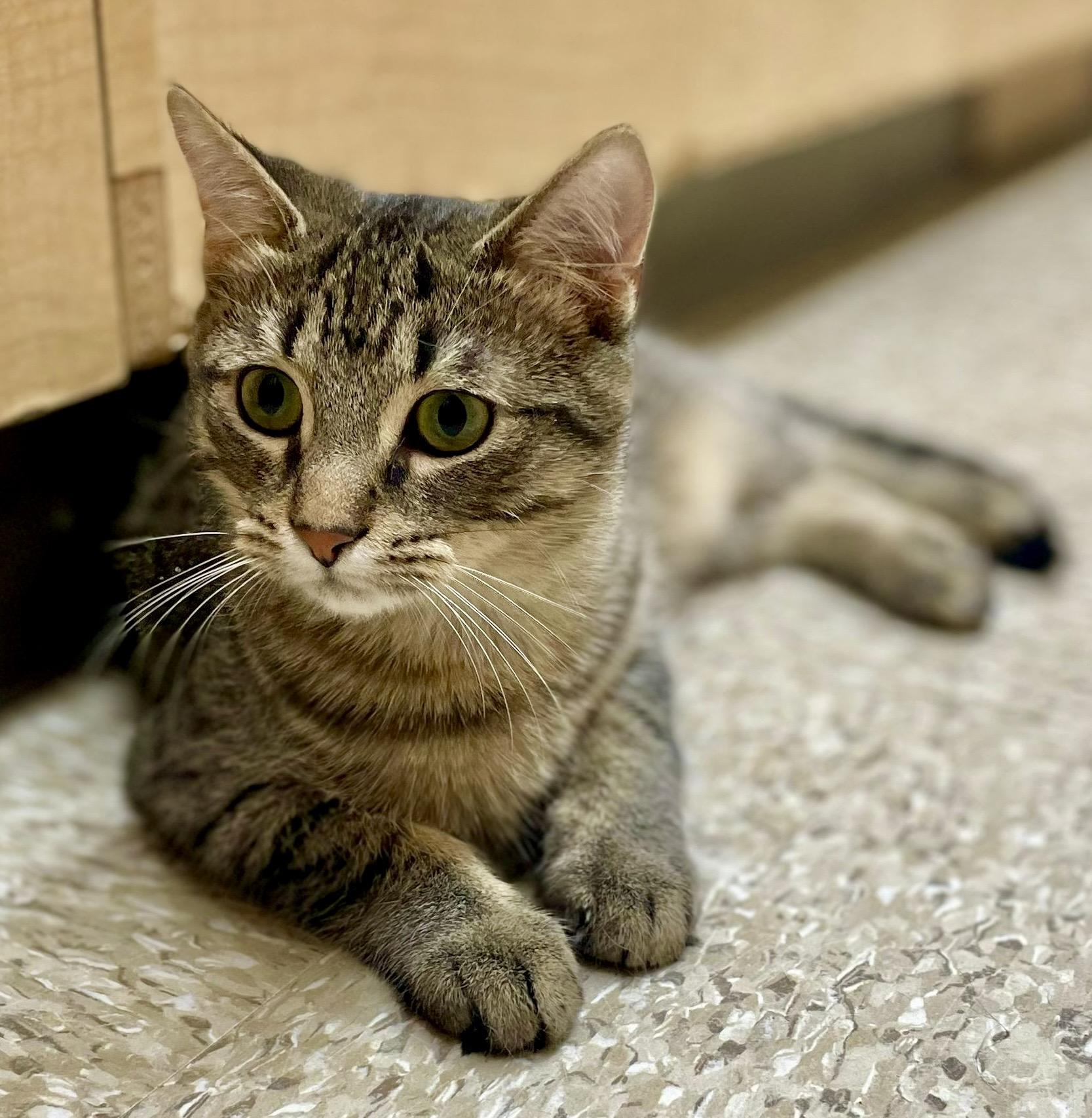 Enlarge Cumin, a ADOPTABLE mixed breed in Woodbridge, ON image 2/6