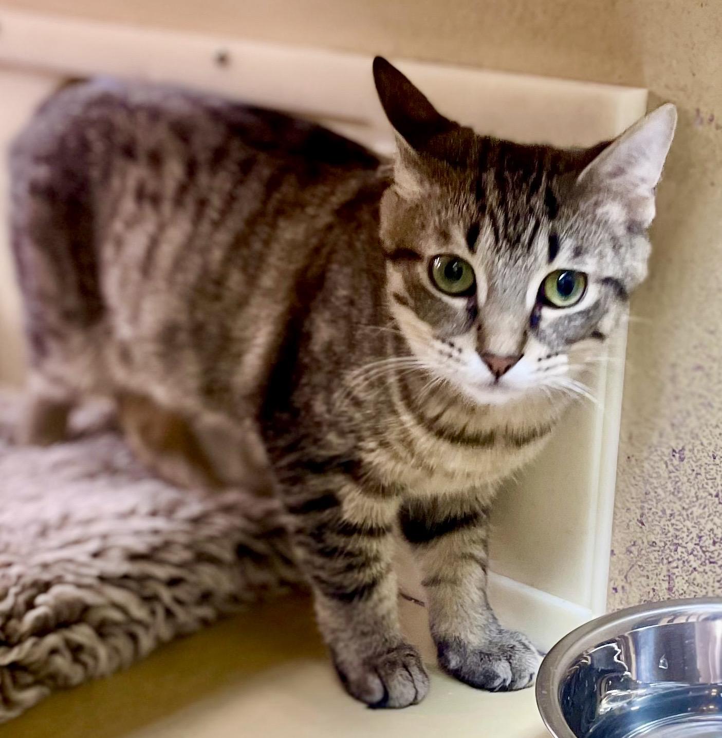 Cumin, a ADOPTABLE mixed breed in Woodbridge, ON image 3/6