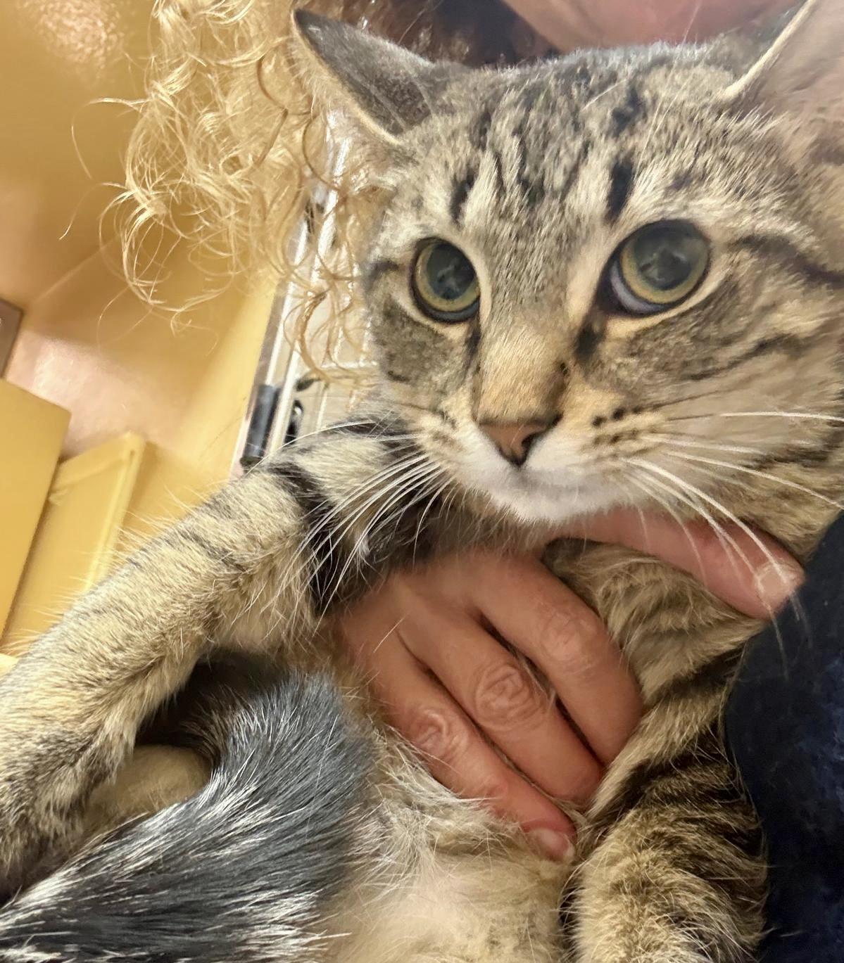 Cumin, a ADOPTABLE mixed breed in Woodbridge, ON image 2/6