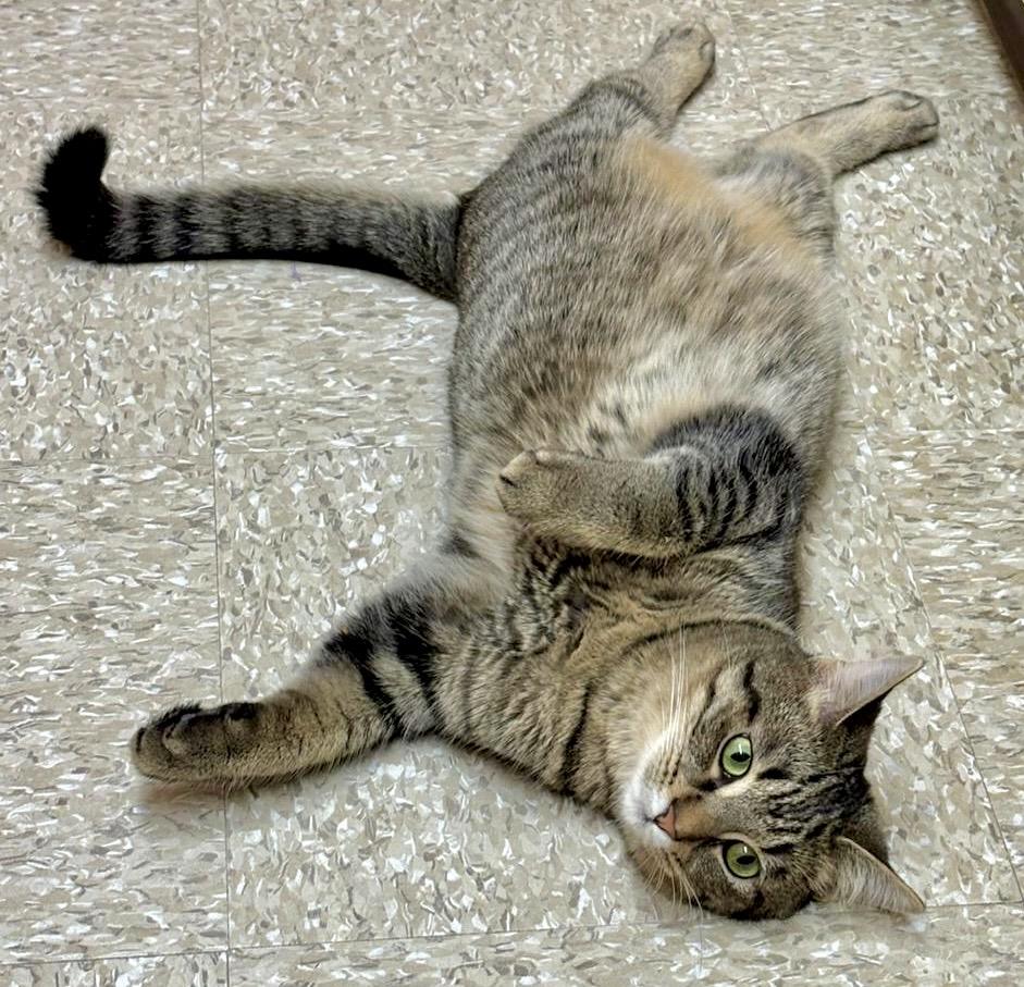 Cumin (bonded with Simone), ADOPTABLE, Kitten Female Tabby & Domestic Short Hair.