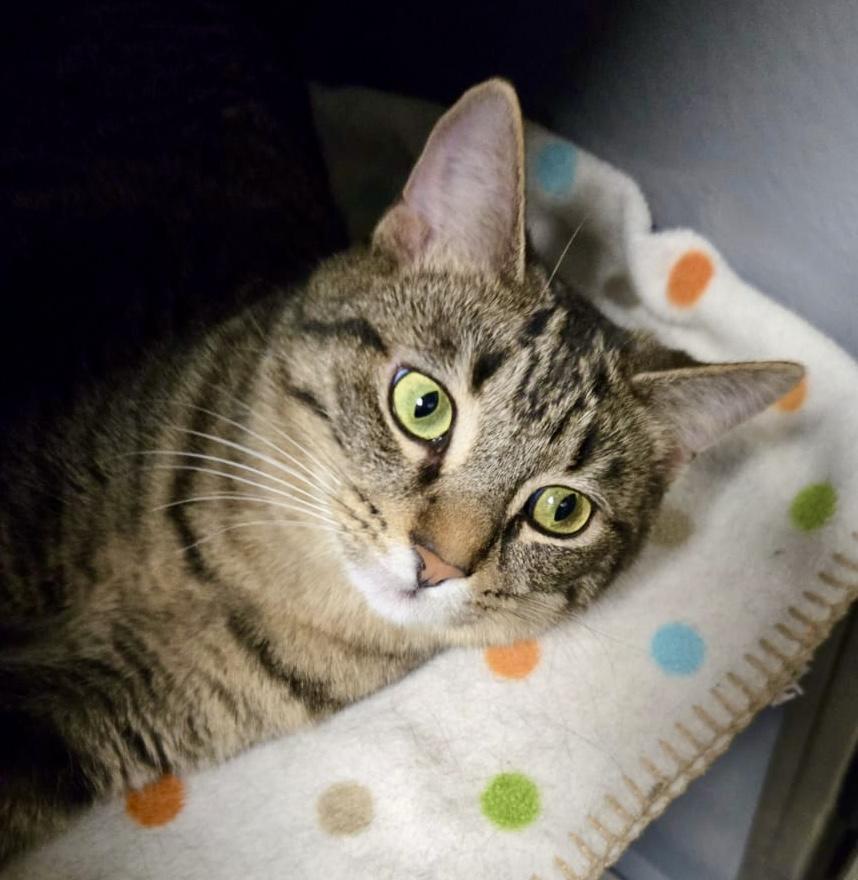 Cumin (bonded with Simone), ADOPTABLE, Kitten Female Tabby & Domestic Short Hair.