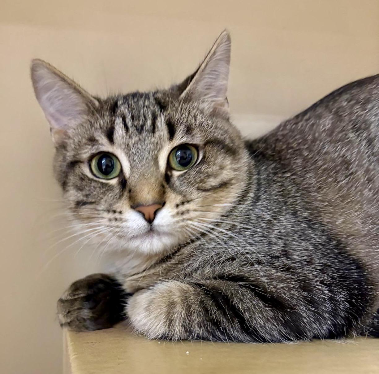 Cumin — thumbnail 2