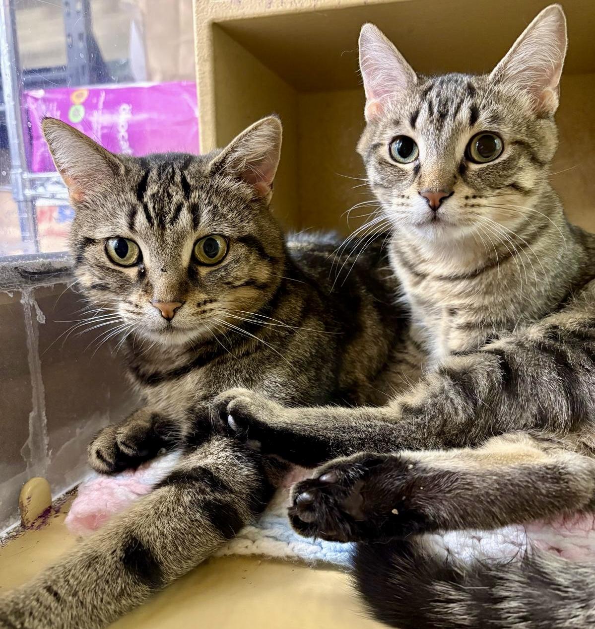 Cumin, a ADOPTABLE mixed breed in Woodbridge, ON image 5/6