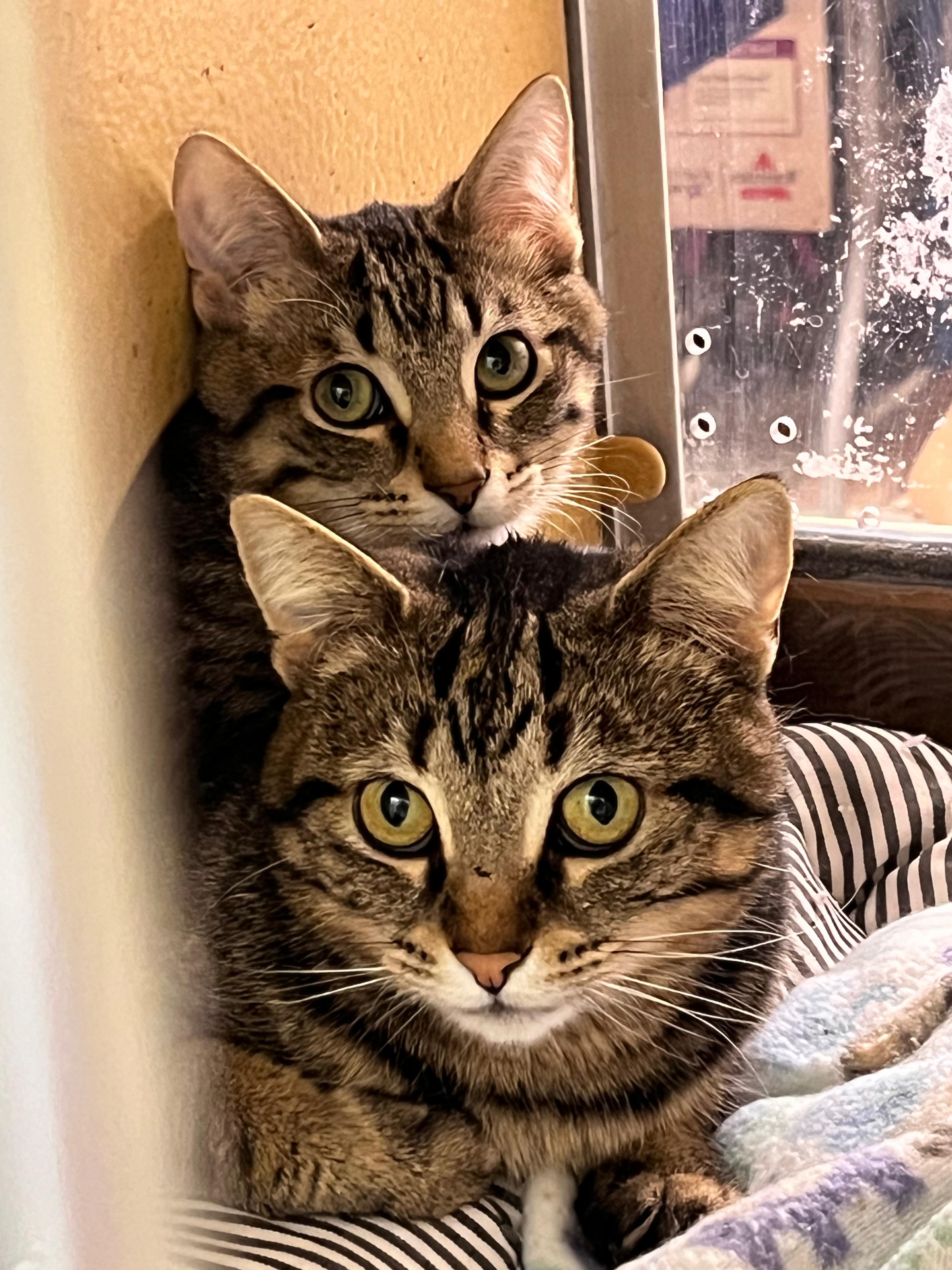 Cumin — thumbnail 4