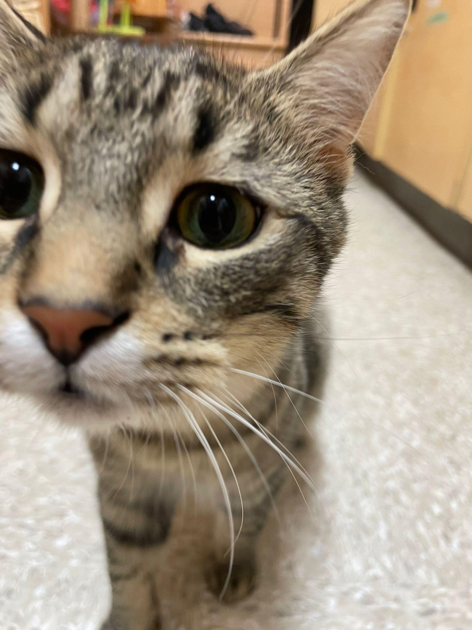 Cumin, ADOPTABLE, Kitten Female Tabby & Domestic Short Hair.