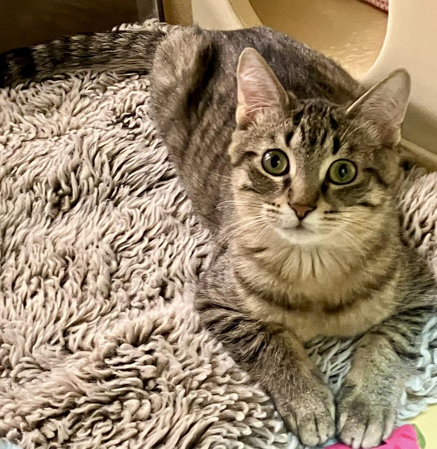 Cumin, a ADOPTABLE mixed breed in Woodbridge, ON image 1/6