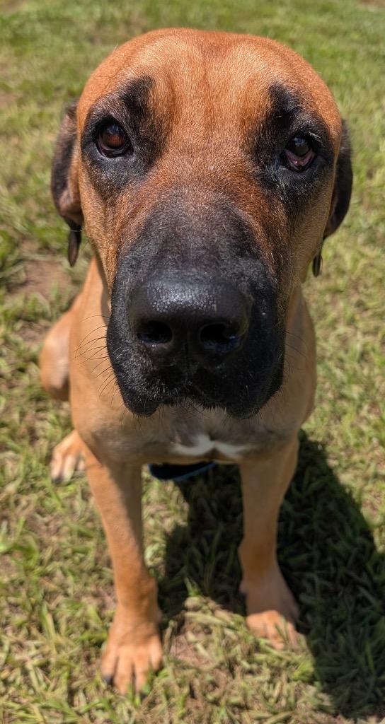 Sultan-1/2 off Adoption Fee Special!, Adoptable, Adult Male Mastiff.