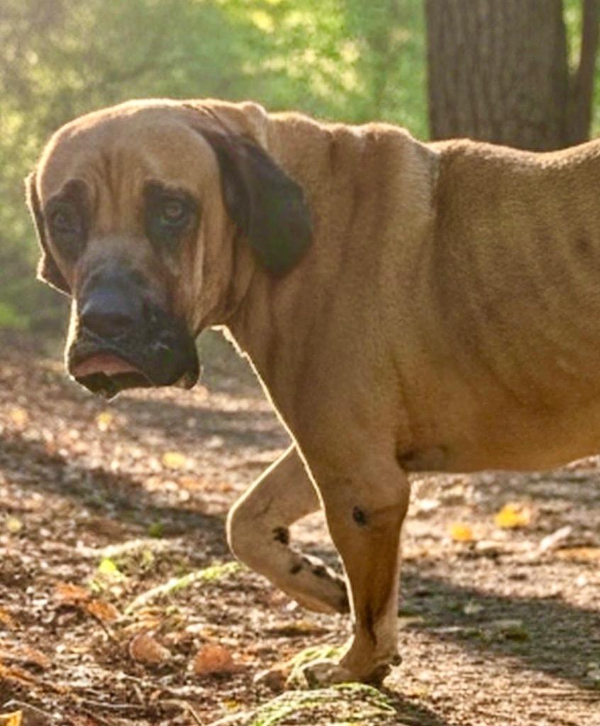 Enlarge Sultan-1/2 off Adoption Fee Special!, a Adoptable Mastiff in Fort Myers, FL image 2/4