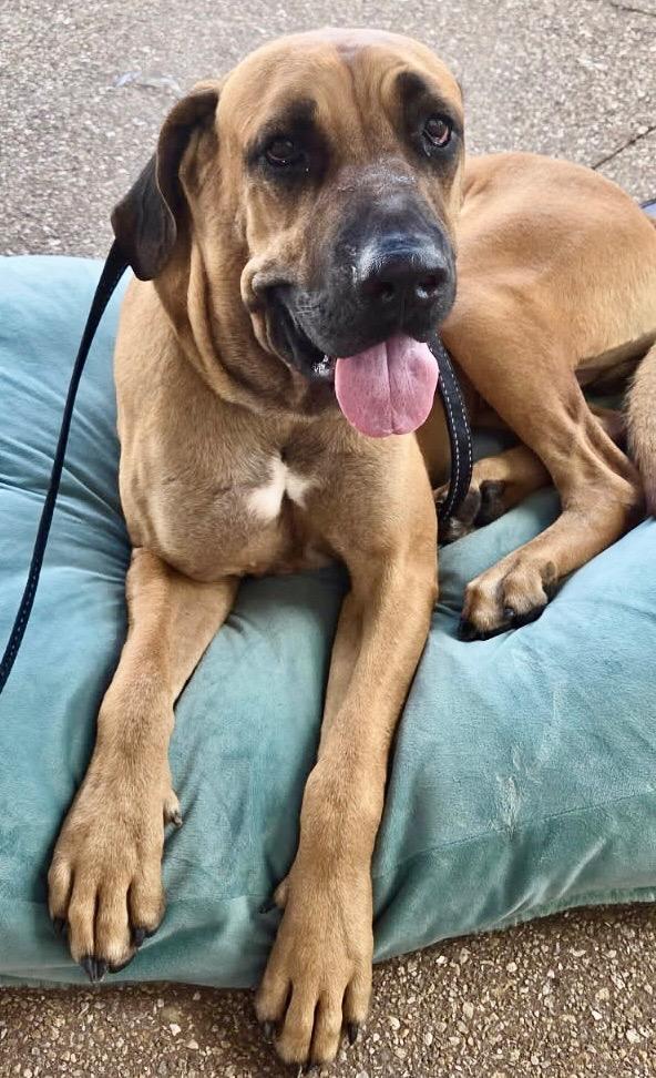 Enlarge Sultan-1/2 off Adoption Fee Special!, a Adoptable Mastiff in Fort Myers, FL image 3/4