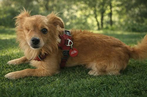 Baron, Adoptable, Adult Male Chihuahua & Spaniel.