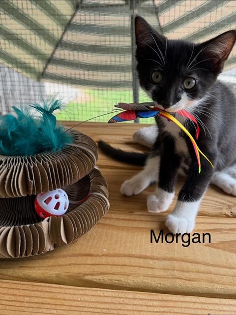 Enlarge Morgan, a Adoptable Domestic Short Hair in Karns City, PA image 2/3