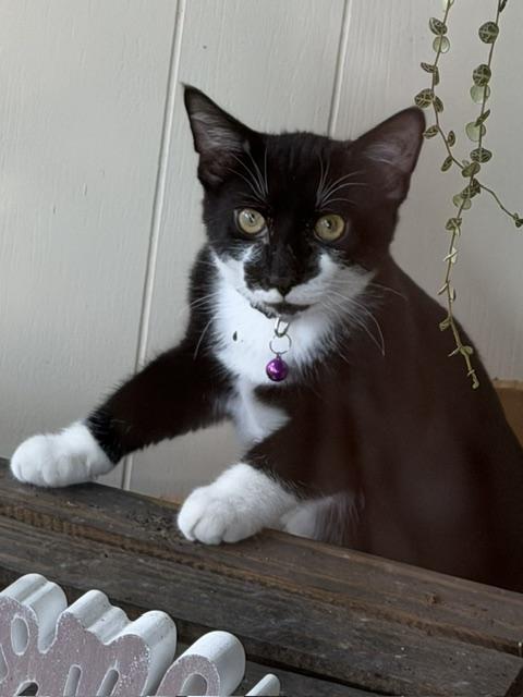 Enlarge Morgan, a Adoptable Domestic Short Hair in Karns City, PA image 1/3