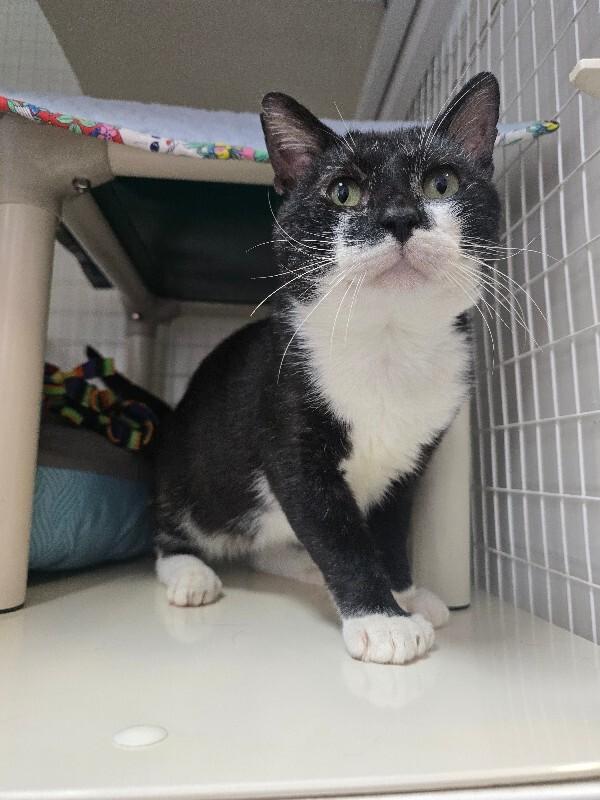 Guppy, Adoptable, Adult Male Domestic Short Hair.