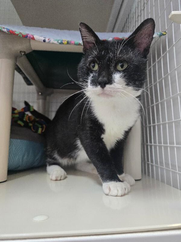 Guppy, Adoptable, Adult Male Domestic Short Hair.