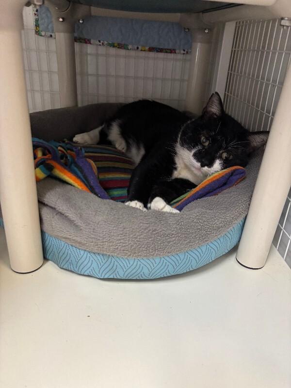 Enlarge Guppy, a Adoptable Domestic Short Hair in Cortland, NY image 2/6