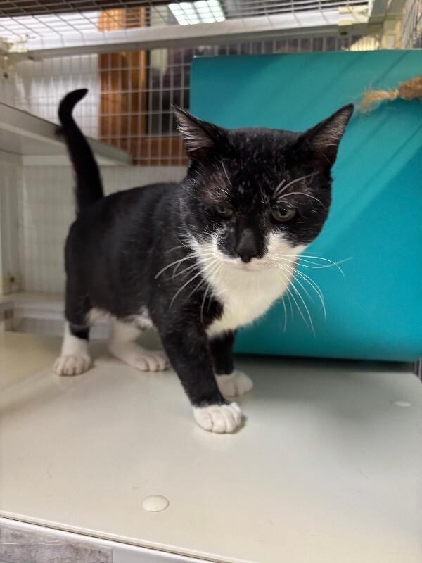 Enlarge Guppy, a Adoptable Domestic Short Hair in Cortland, NY image 3/6