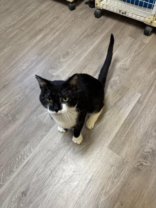 Enlarge Guppy, a Adoptable Domestic Short Hair in Cortland, NY image 4/6