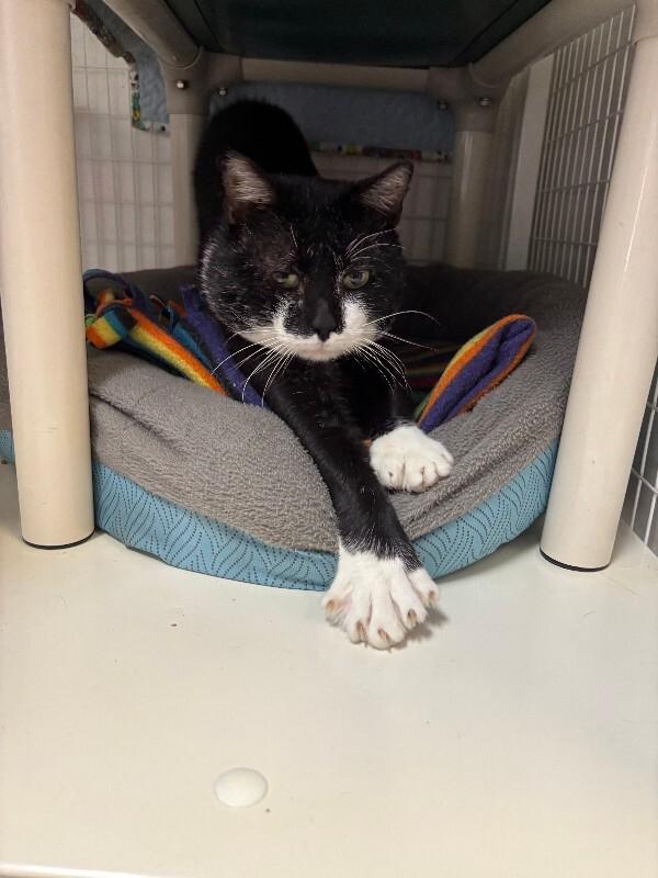 Enlarge Guppy, a Adoptable Domestic Short Hair in Cortland, NY image 5/6