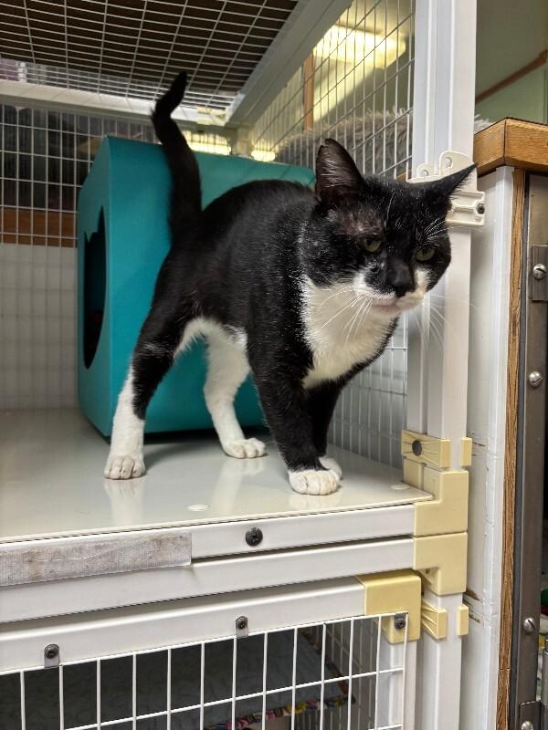 Enlarge Guppy, a Adoptable Domestic Short Hair in Cortland, NY image 6/6
