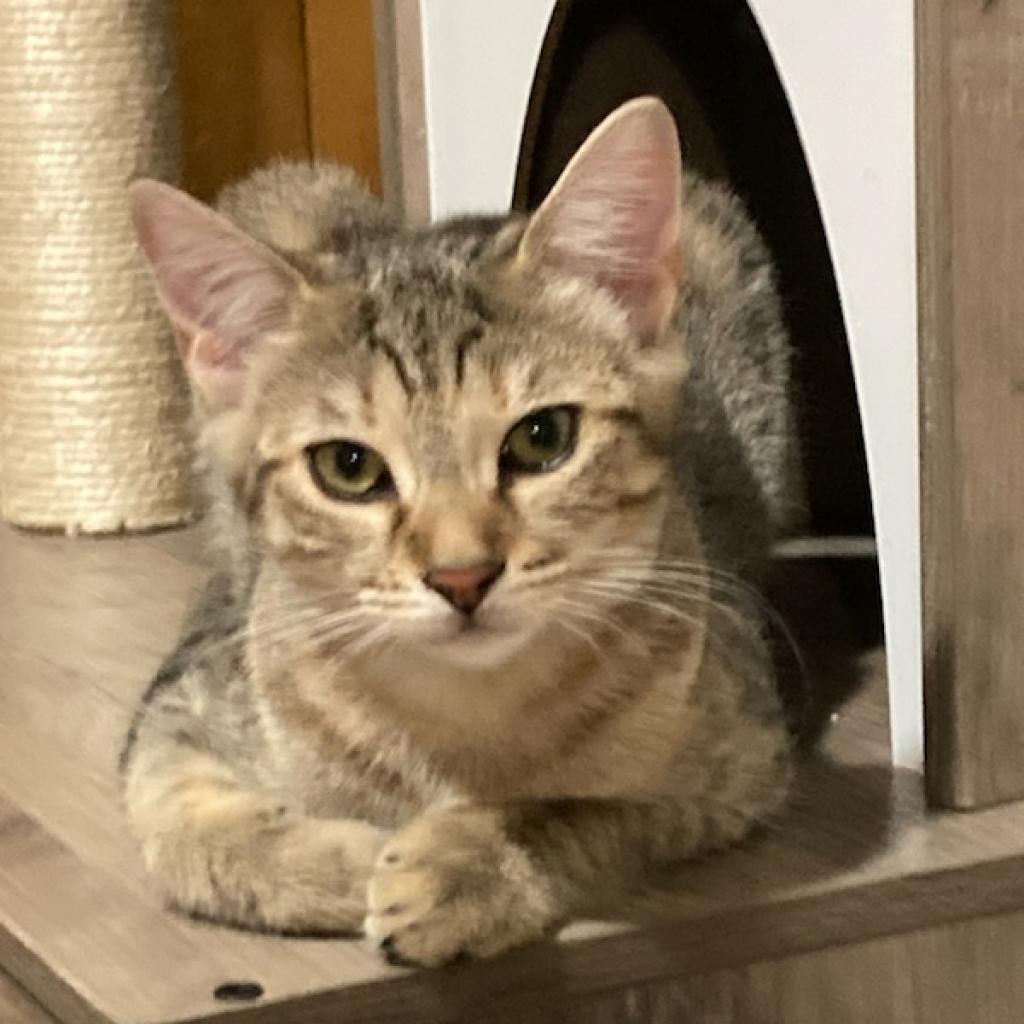 Enlarge Hannah, a Adoptable Domestic Short Hair in Wind Gap, PA image 1/2