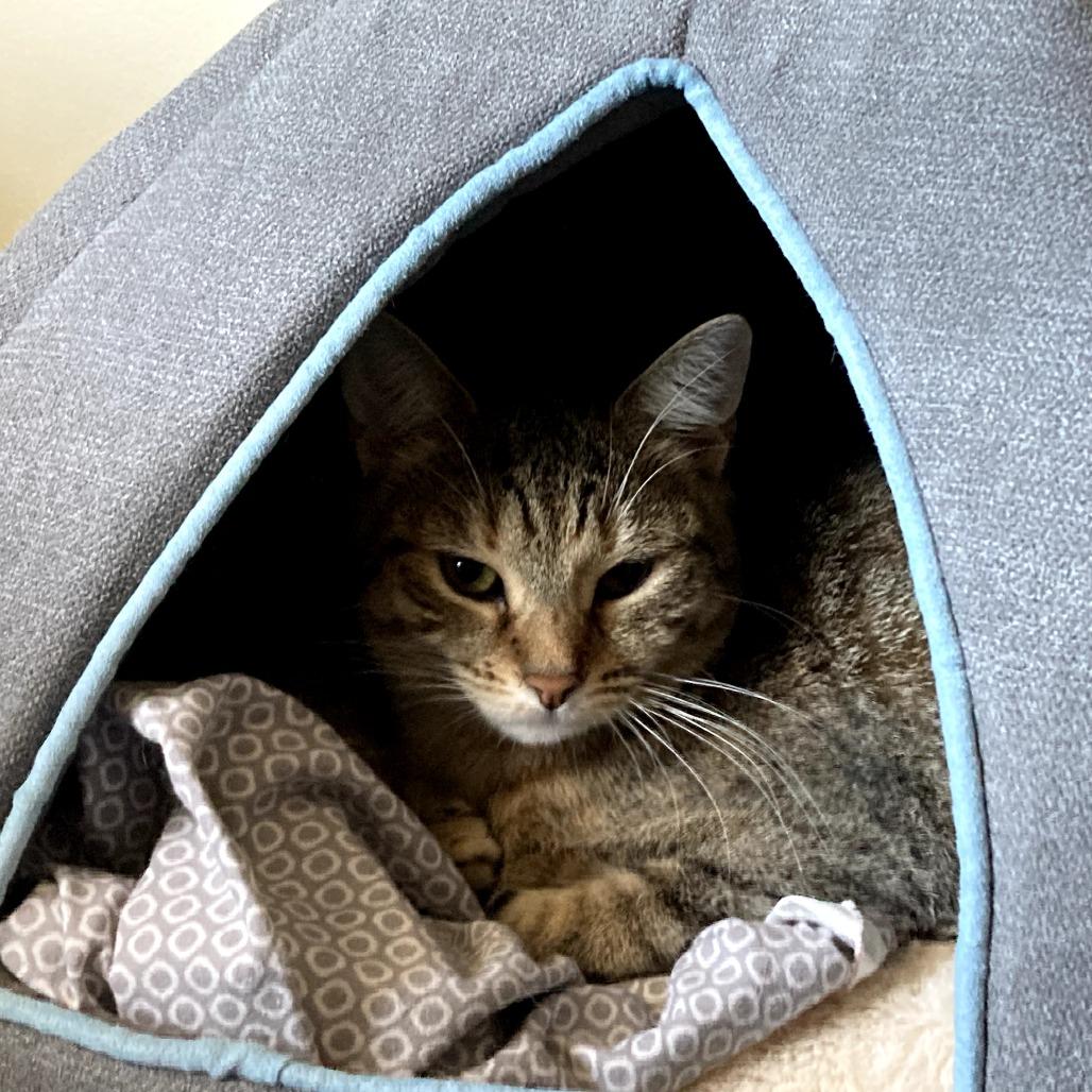 Enlarge Hannah, a Adoptable Domestic Short Hair in Wind Gap, PA image 2/2