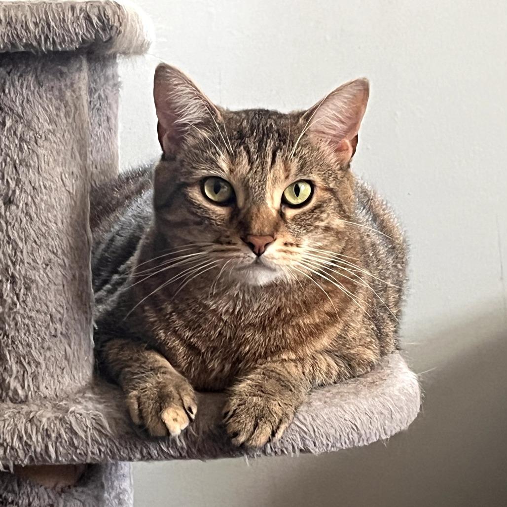 Enlarge Hannah, a Adoptable Domestic Short Hair in Wind Gap, PA image 3/3