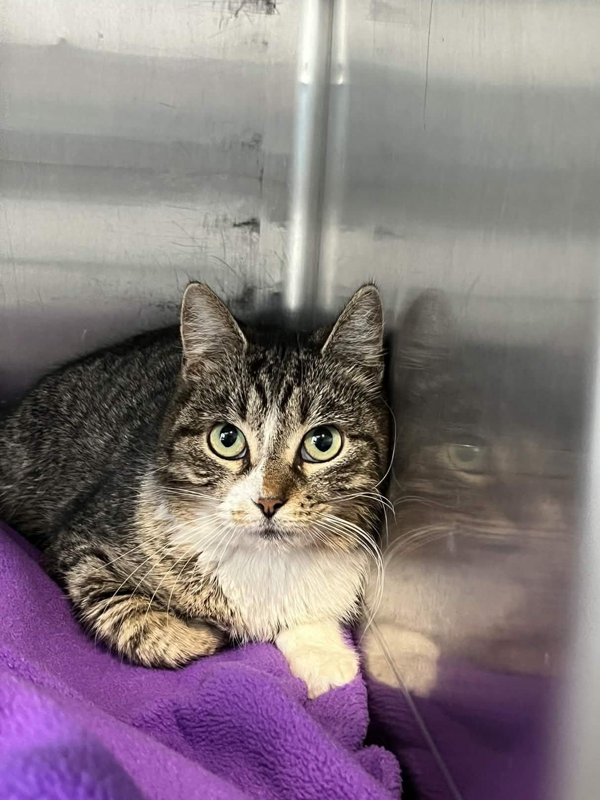 Enlarge Tulip, a Adoptable Domestic Short Hair in Kenosha, WI image 2/3