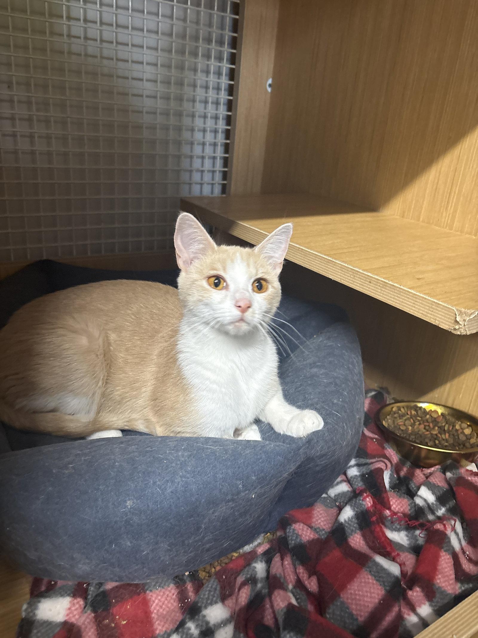 Charlotte, Adoptable, Adult Female Domestic Short Hair.