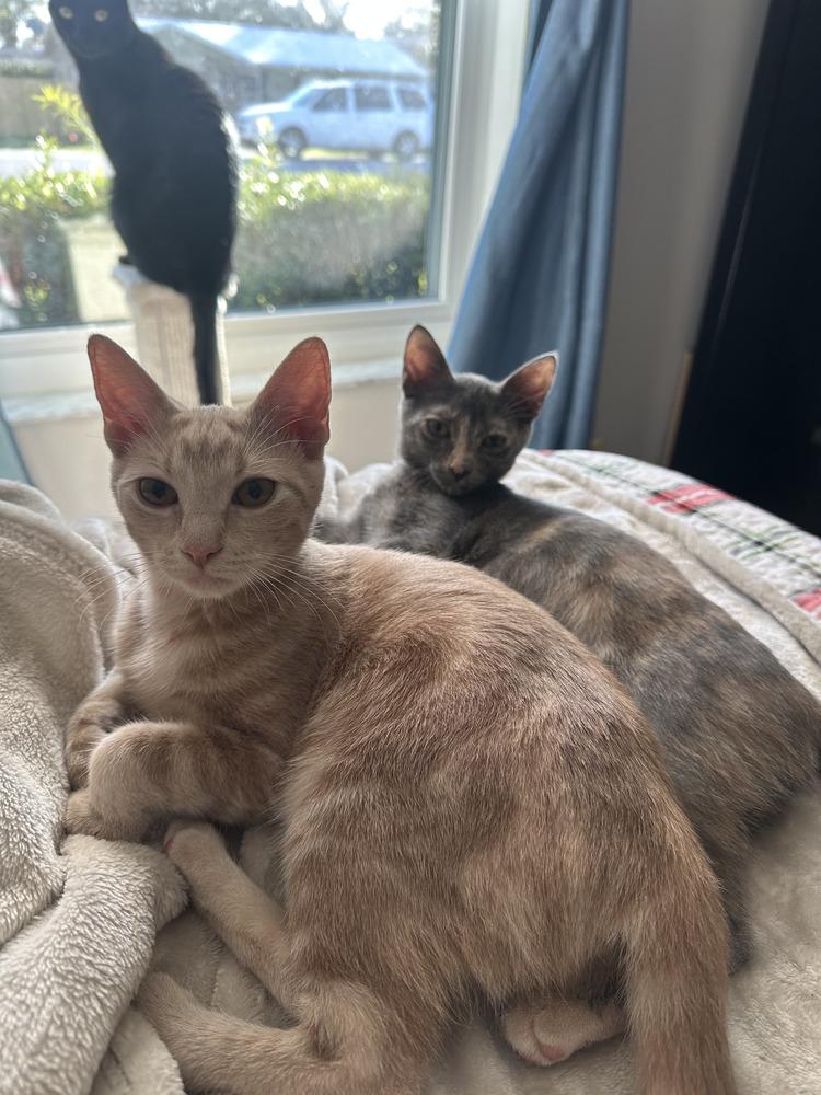 Enlarge Loretta, a Adoptable mixed breed in Orlando, FL image 1/6