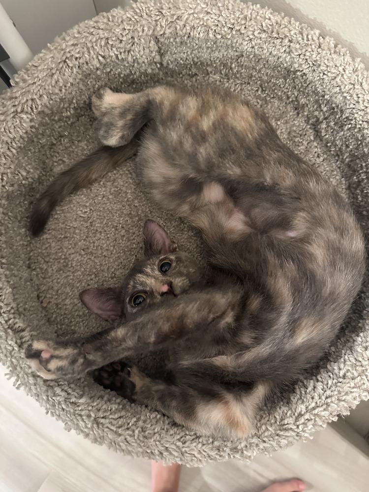 Enlarge Loretta, a Adoptable mixed breed in Orlando, FL image 2/6