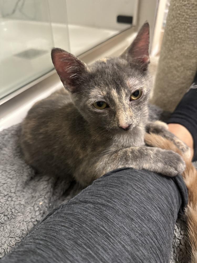 Enlarge Loretta, a Adoptable mixed breed in Orlando, FL image 1/1