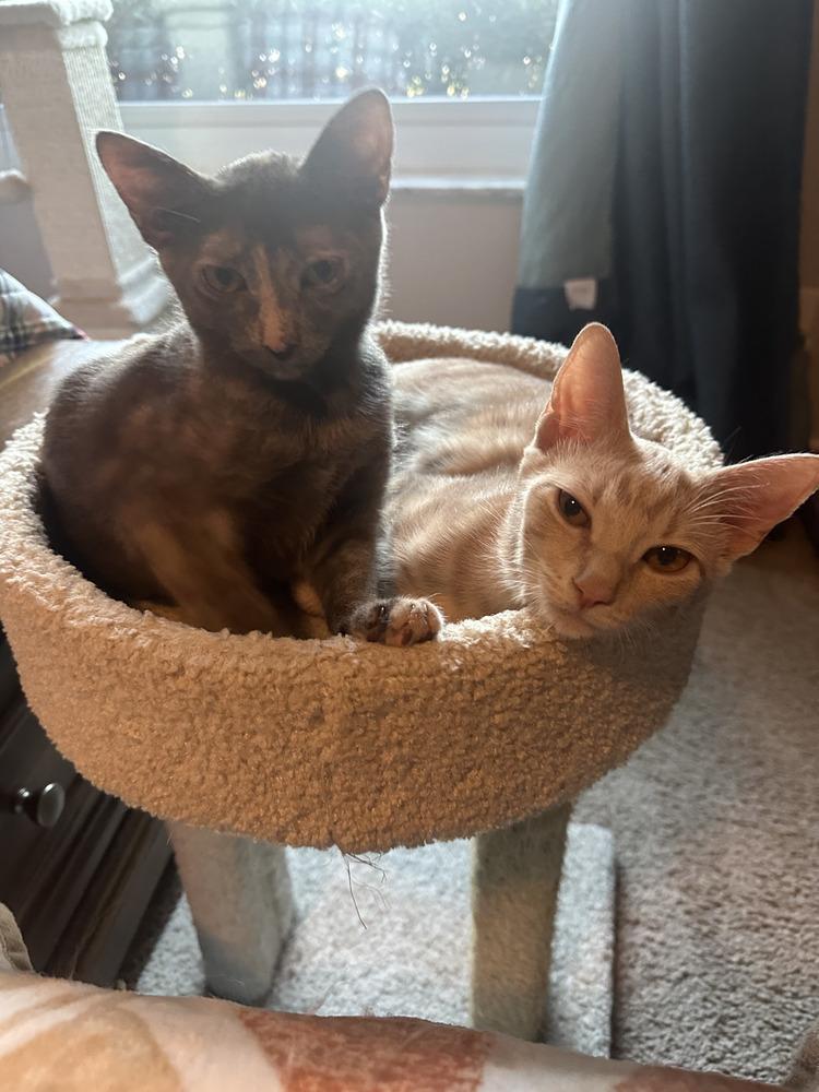 Enlarge Loretta, a Adoptable mixed breed in Orlando, FL image 4/6