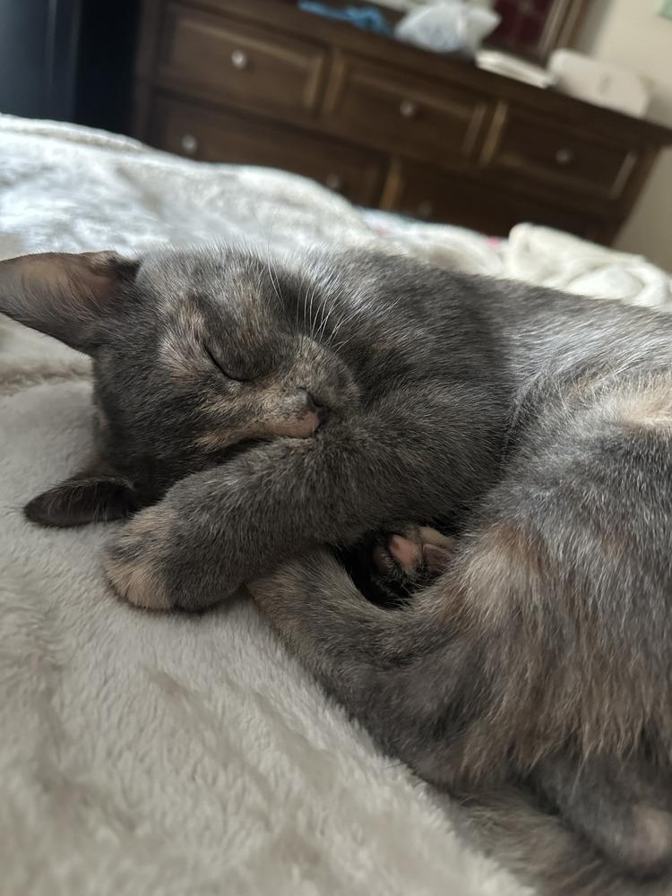 Enlarge Loretta, a Adoptable mixed breed in Orlando, FL image 5/6