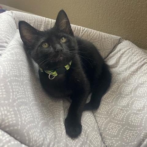 Maverick- Top Gun litter