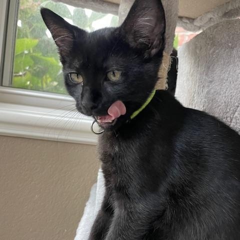 Maverick- Top Gun litter