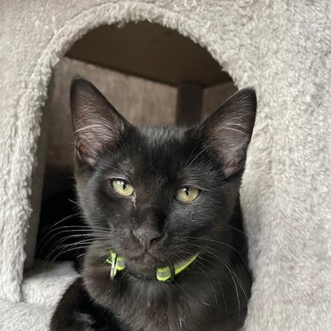 Maverick- Top Gun litter