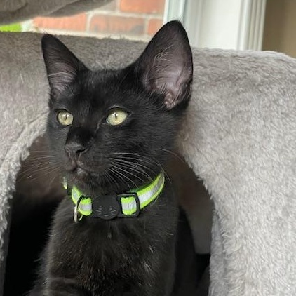 Maverick- Top Gun litter