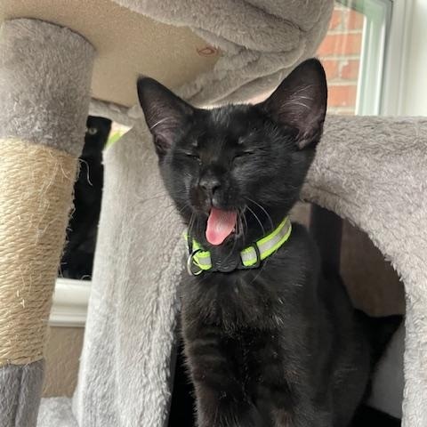 Maverick- Top Gun litter