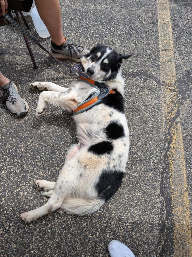 Cheyenne, Adoptable, Puppy Female Border Collie & Shepherd.