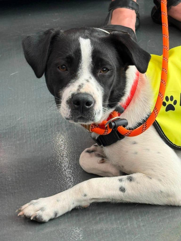 Enlarge Cheyenne, a Adoptable mixed breed in Libertyville, IL image 2/5