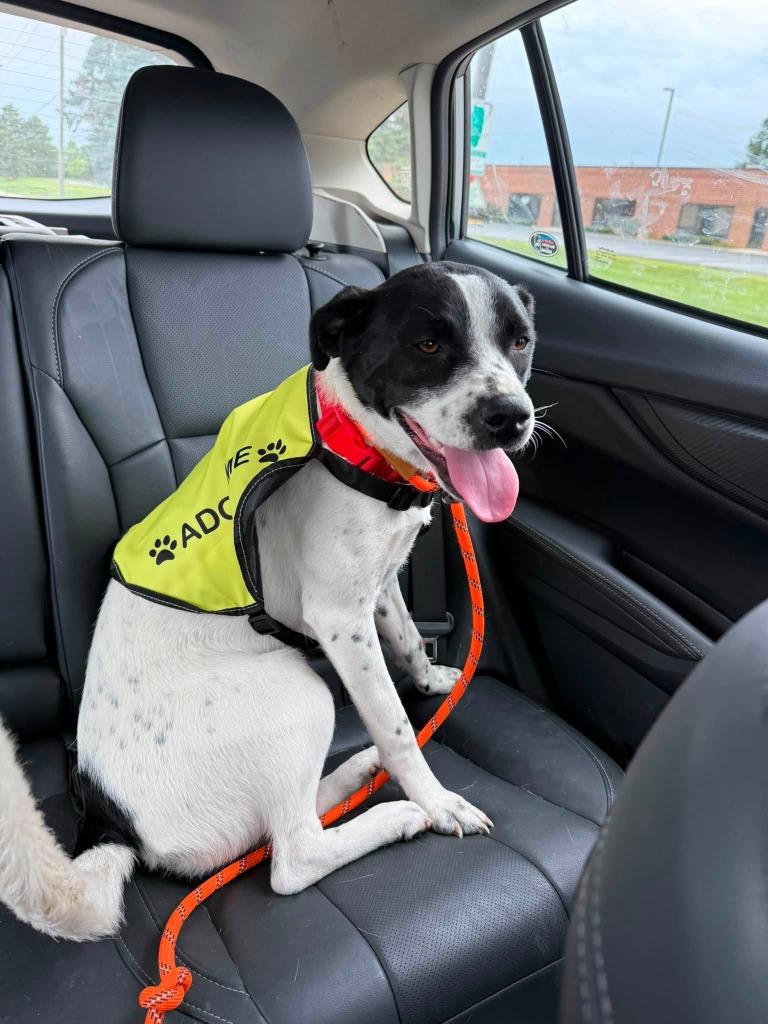 Enlarge Cheyenne, a Adoptable mixed breed in Libertyville, IL image 3/5