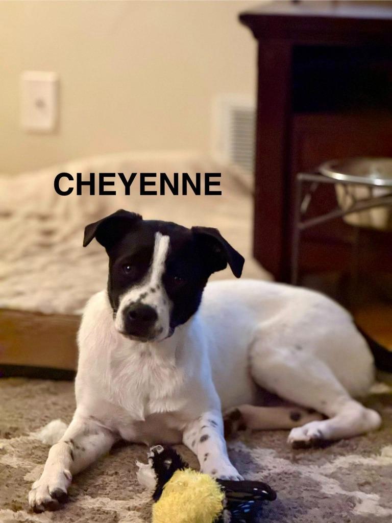 Enlarge Cheyenne, a Adoptable mixed breed in Libertyville, IL image 4/5