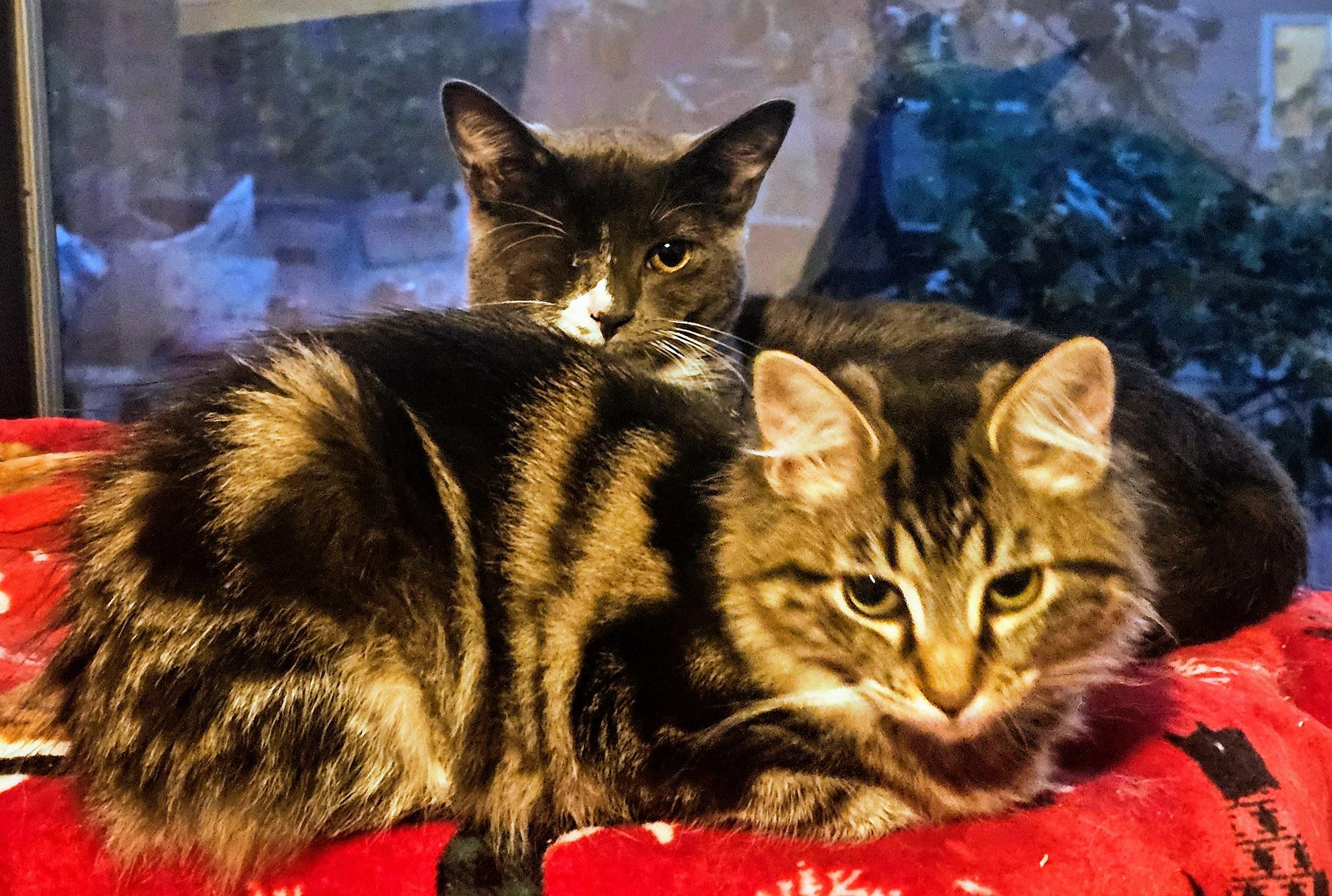 Enlarge Hard Hat and Traffic Cone, a Adoptable Domestic Medium Hair in Everett, WA image 2/6