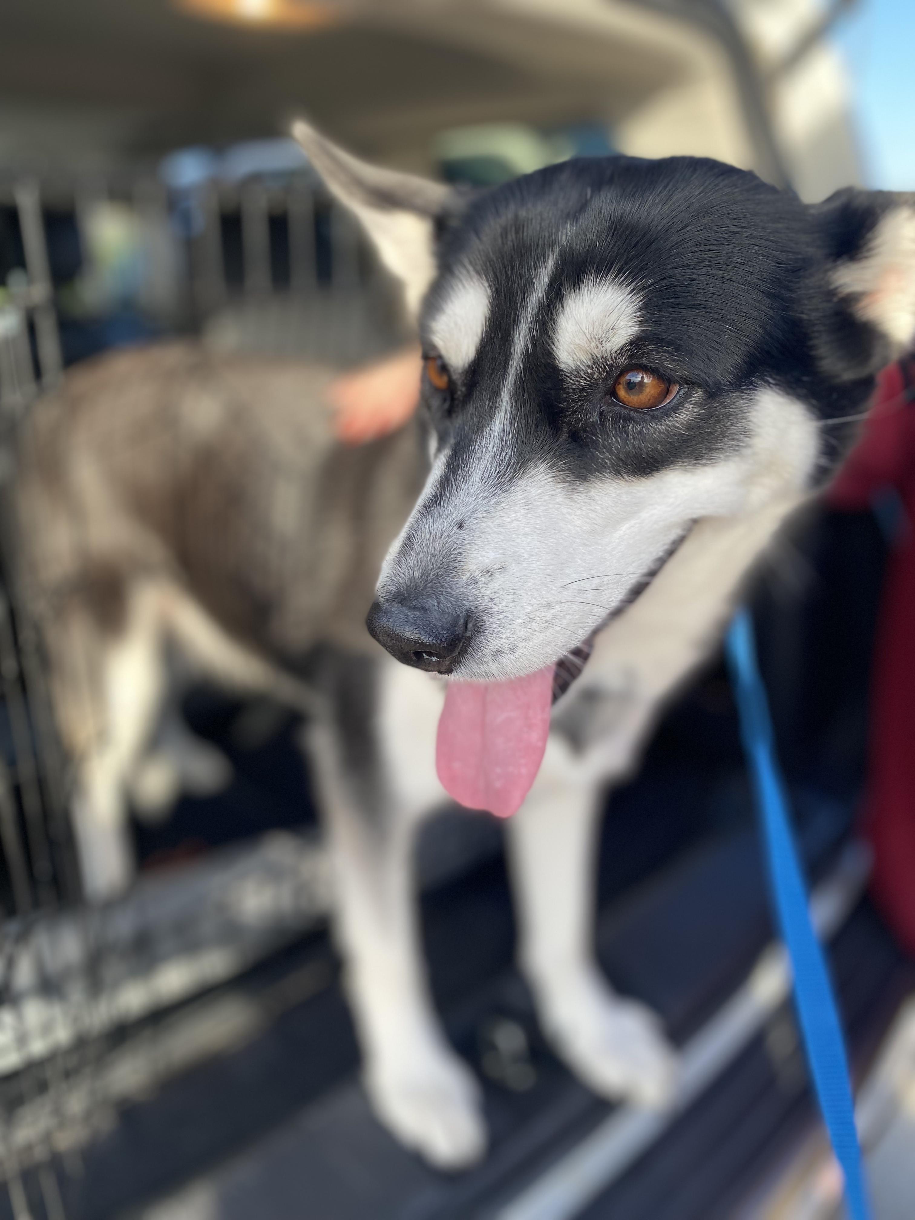 ELLA. located in Texas