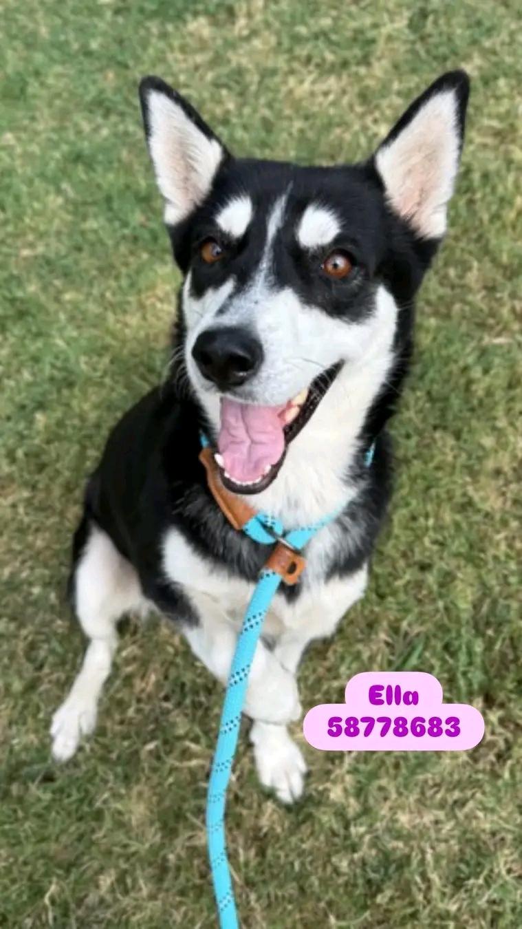 ELLA. ( Out of State), a Adoptable Siberian Husky in Rocky Point, NY image 5/5