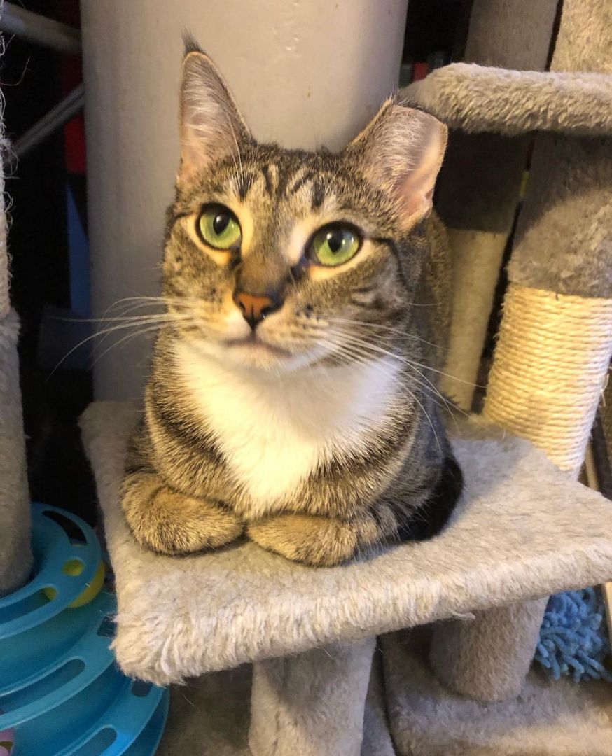 Athena, Adoptable, Young Female Domestic Short Hair.