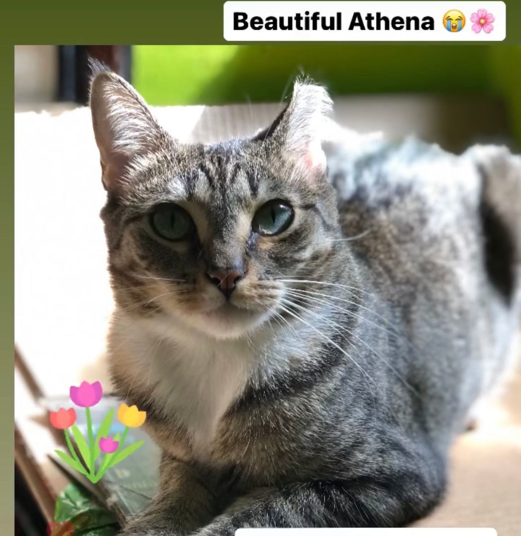 Enlarge Athena, a Adoptable Domestic Short Hair in New York, NY image 2/4